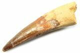 Fossil Spinosaurus Tooth - Real Dinosaur Tooth #357712-1
